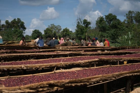 Dembi, Natural Process, Sidama