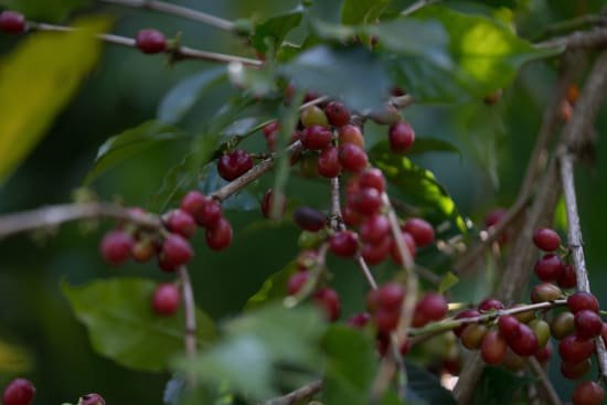 Dembi, Natural Process, Sidama