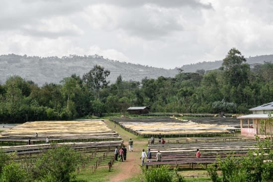 Dembi, Natural Process, Sidama