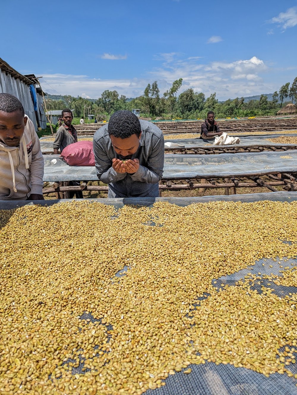 Biru Bekele, 72 Hour Special Yeast Fermentation, Washed