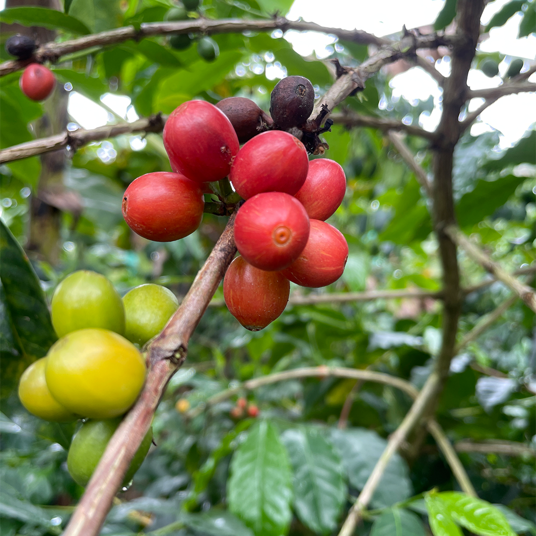 Juan Felipe Restrepo, Anaerobic Natural Caturra