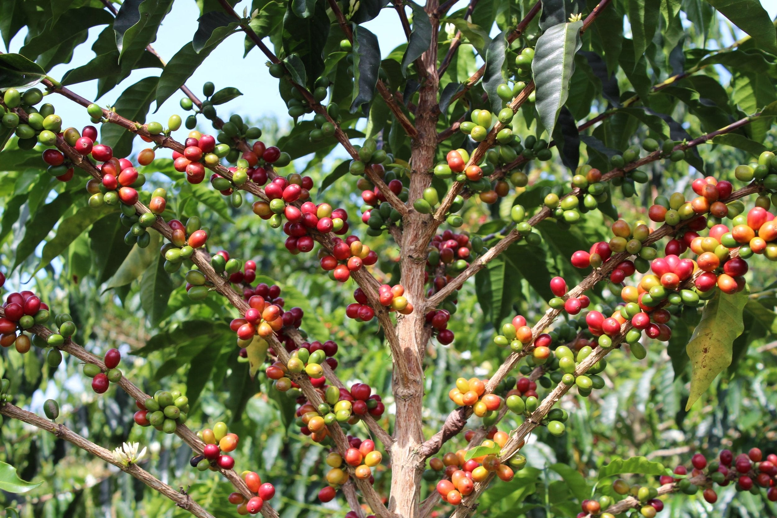 Juan Felipe Restrepo, Anaerobic Natural Caturra