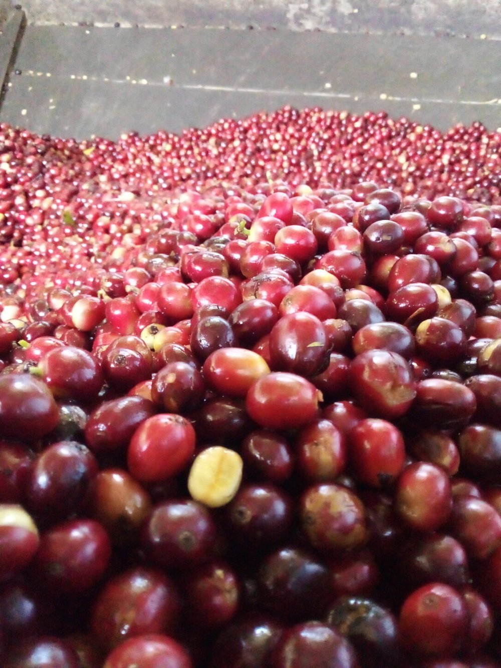 El Porvenir, Jasmine Microlot; Nicolas, Angela and Mireya; Washed Catuai