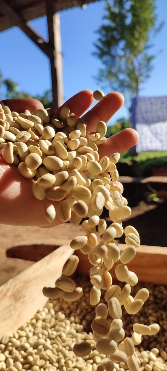 El Porvenir, Jasmine Microlot; Nicolas, Angela and Mireya; Washed Catuai