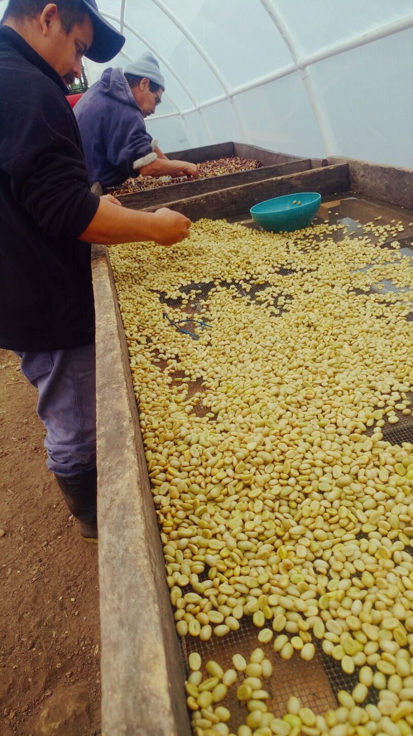 El Porvenir, Jasmine Microlot; Nicolas, Angela and Mireya; Washed Catuai