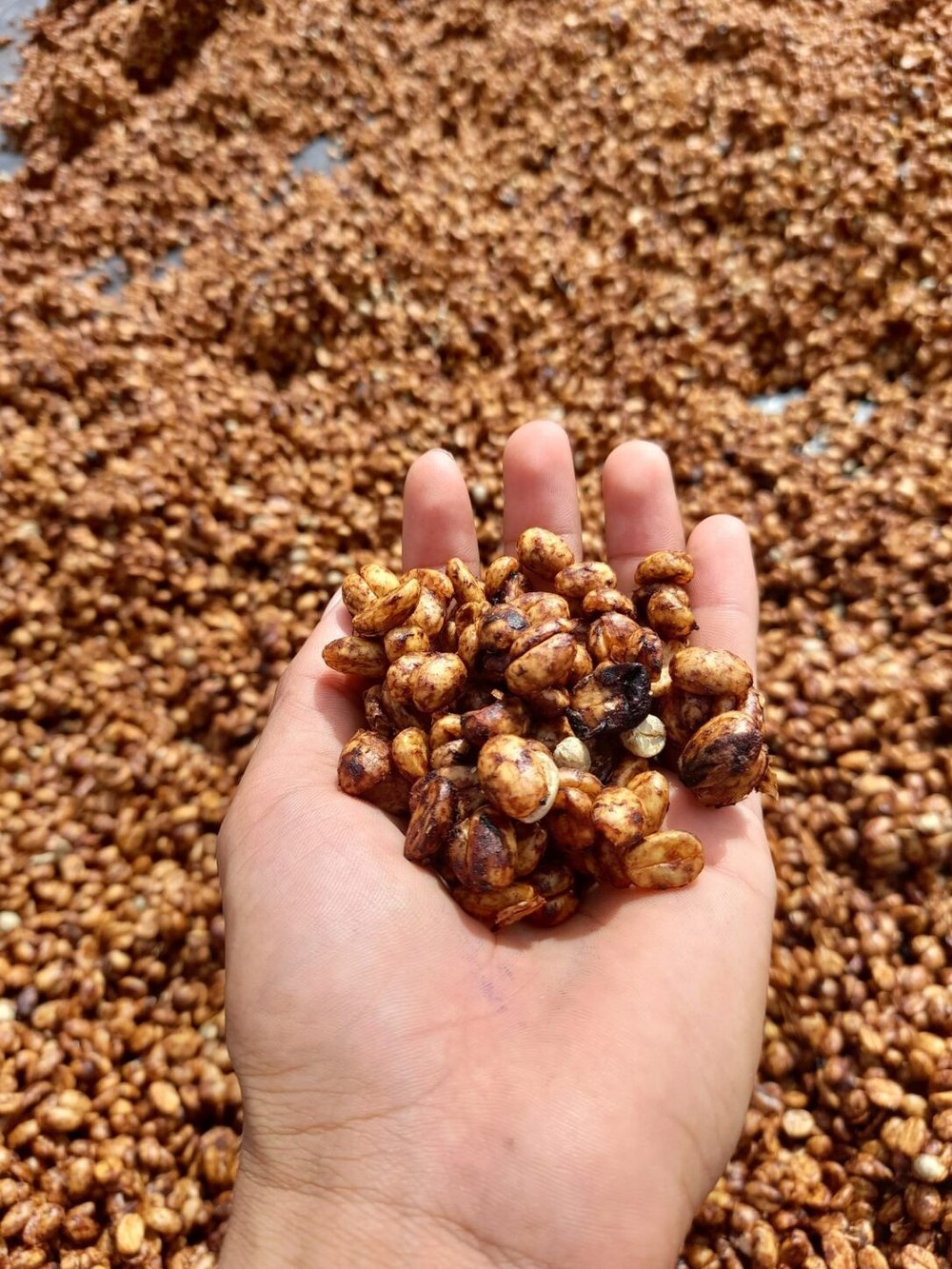 El Porvenir, Jasmine Microlot; Nicolas, Angela and Mireya; Washed Catuai