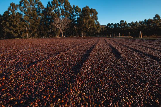 Pereira Sisters, Anaerobic Natural, Red Bourbon